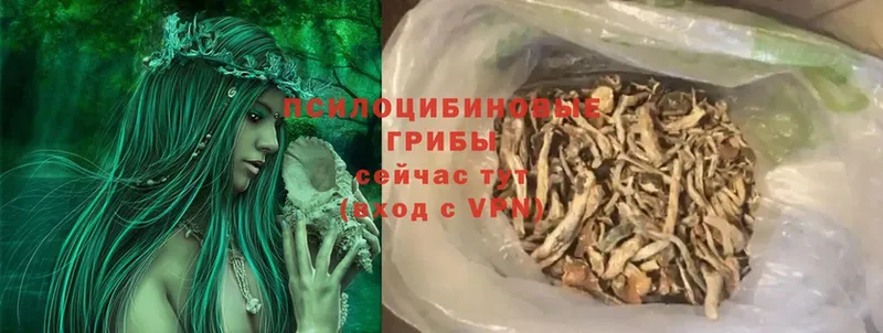 закладки  Александров  Псилоцибиновые грибы Cubensis 