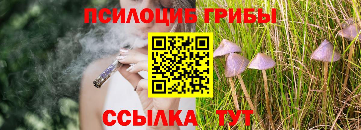 купить наркотики цена  Александров  Псилоцибиновые грибы мицелий 